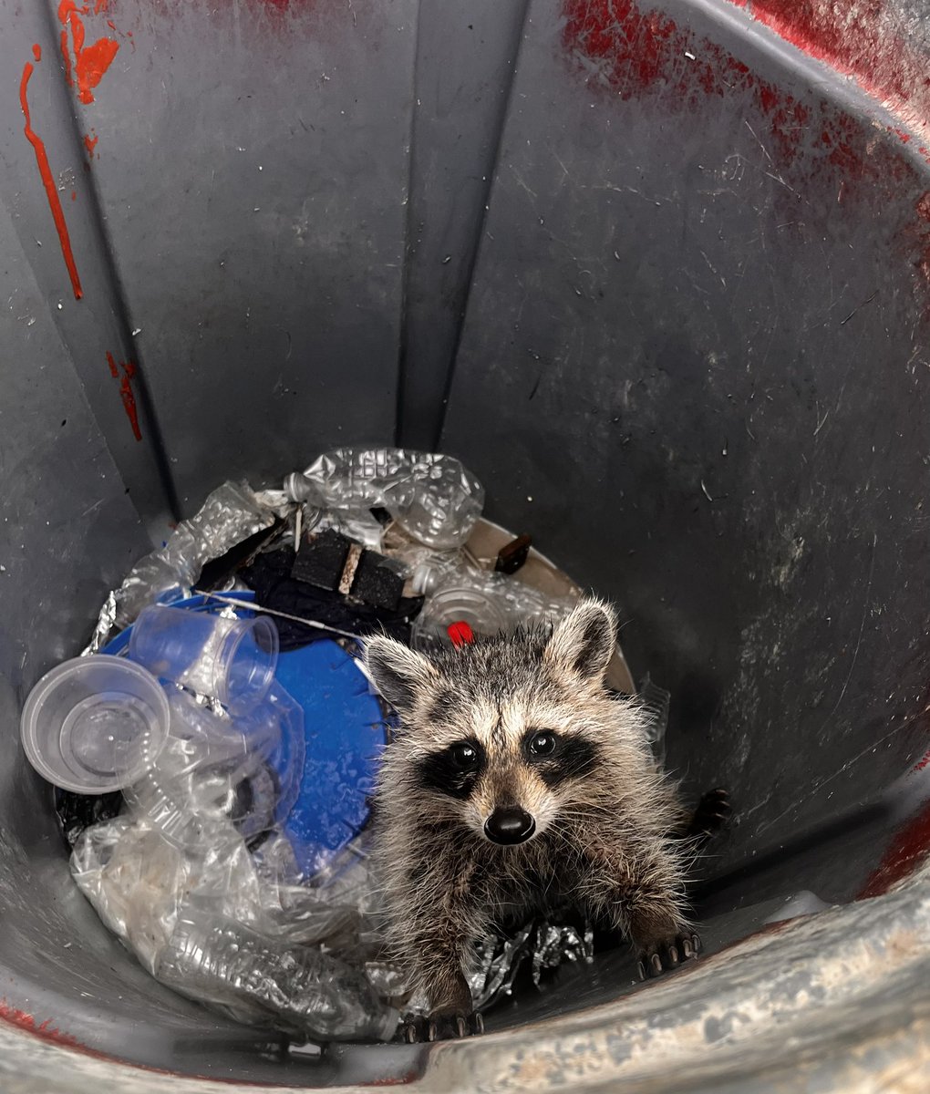 Raccoon in the trash. I helped it escape. 🦝🗑️🕶️
