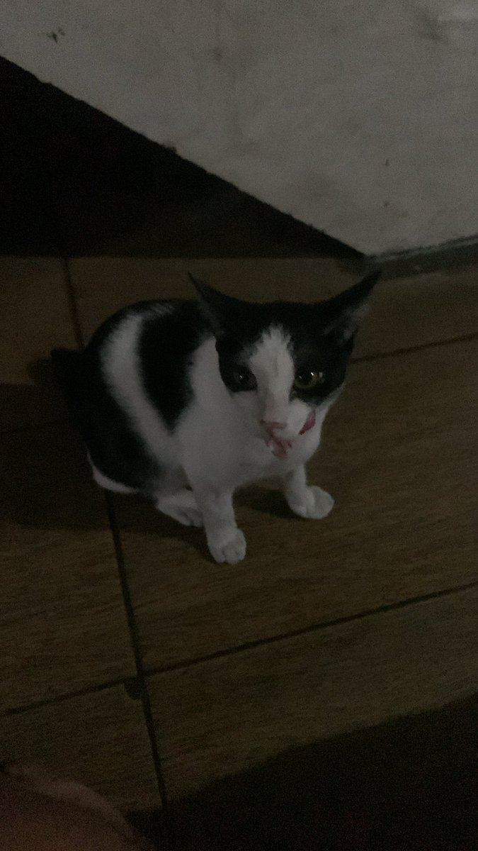 LuthfiPane's tweet photo. Malemnya curhat sama bocal terus tiba tiba sempet hilang dari pagiiiii, subuh itu mamah doa bocal buat kamu pulang besok paginya pulang jawab doa mamah 10 menit kemudian, udah lemes sama muntah, akhirnya dimasukin ke kandang terus makan dicekokin sama mamah tiap 3 jam sekali https://t.co/LsHW03v30y