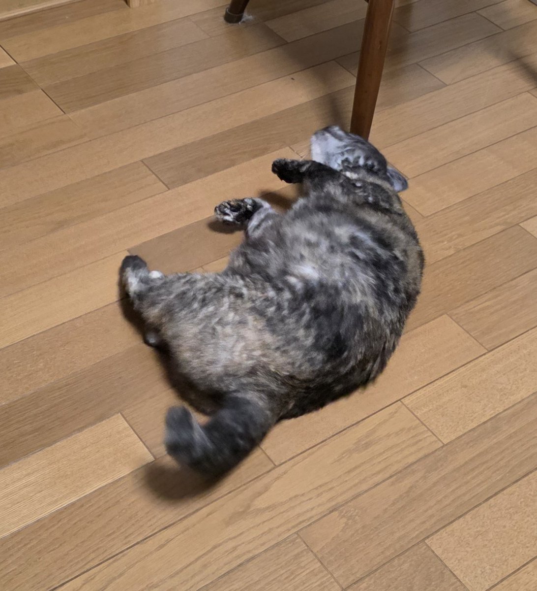 この子は毎朝5時に叩き起こしに来てご飯を要求するさびさびキャット