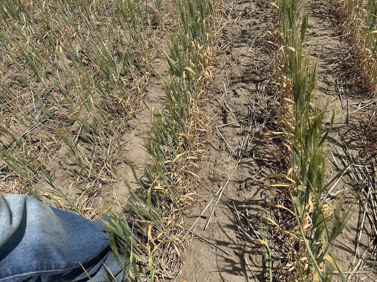 PickMeProduce's tweet image. Checked my #durum today it’s doing really poorly by home, moderately better on my land over East. #drought #pallisertriangle #kittylitter