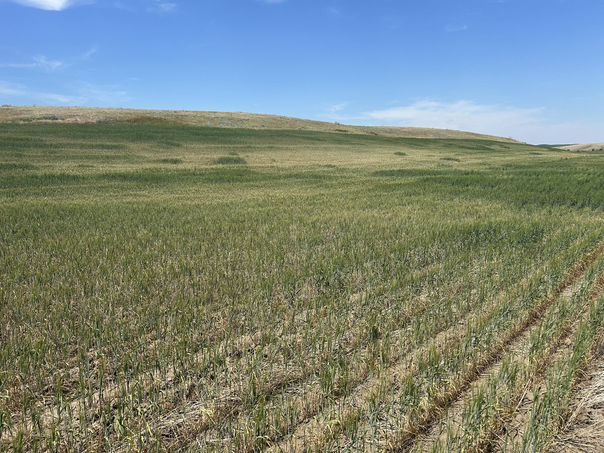 PickMeProduce's tweet image. Checked my #durum today it’s doing really poorly by home, moderately better on my land over East. #drought #pallisertriangle #kittylitter