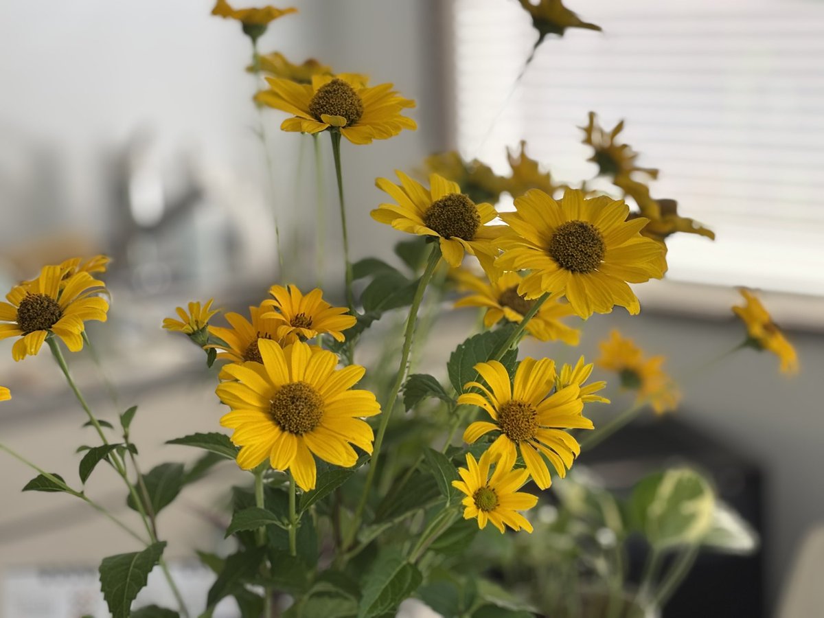 朝いちごの散歩してたら近所の方からお花いただきました。花って癒されますね。ちなみに昨日はお客様からきゅうりとトマトもぎたてだよっていただきましてなんか幸せだなーって思っております。
今日も暑くなりそうないい天気、メンズは三条市で仕事のため私のワンオペとなります。