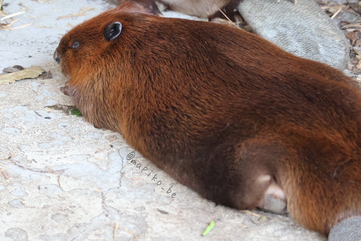 ツヤツヤのなが餅

#羽村市動物公園
#アメリカビーバー
#すいすい