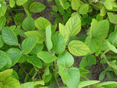 Make informed foliar fertilizer choices to boost crop health and yield potential. Learn more at bit.ly/3D8hMu3.