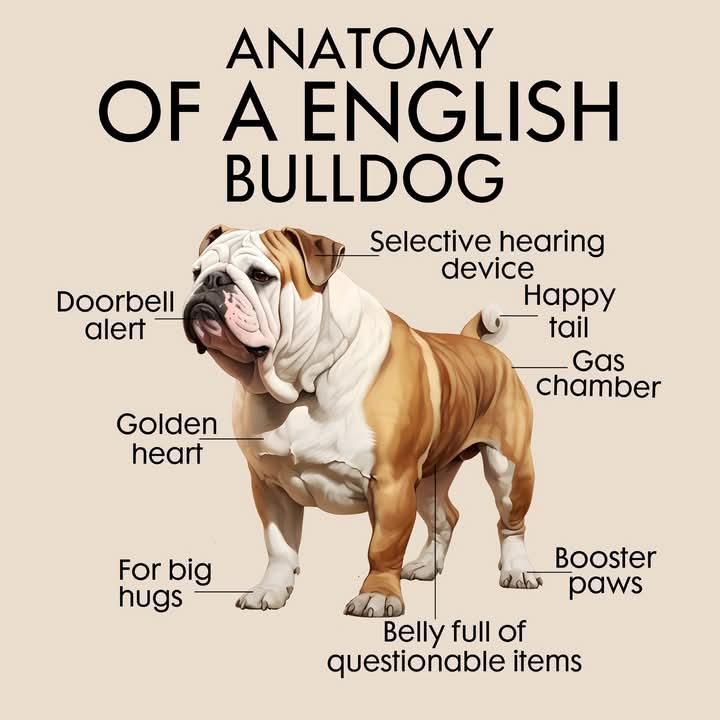 Bulldog Lovers club🇺🇸 (@bulldogloverscb) on Twitter photo 