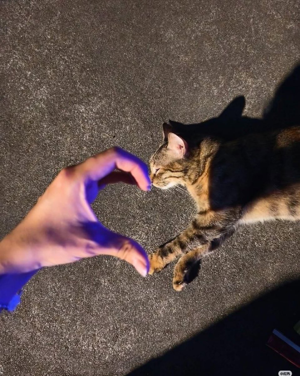 WeAssessCats's tweet photo. https://t.co/MbusskhfsN