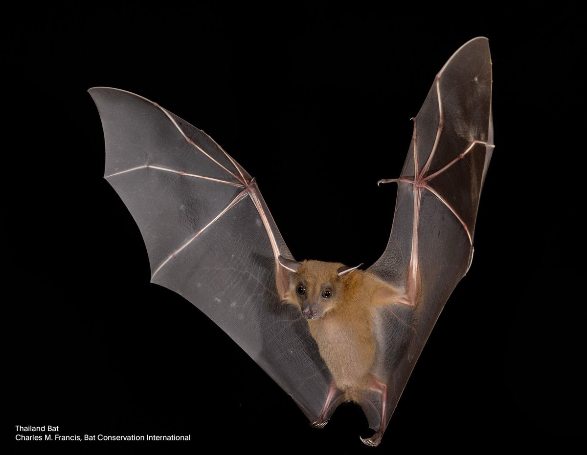 juniorshere's tweet image. A tiny reminder not to talk about this person/or they’re art, pls and ty! (Atleast not on my profile)(it’s a bat because that’s their sona)…