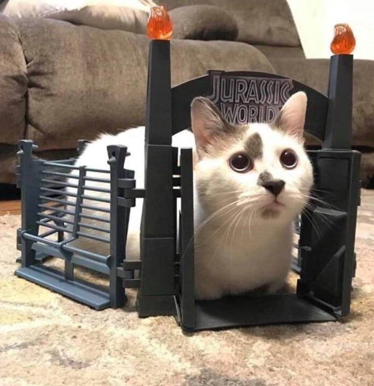 AgathaChocolats's tweet image. In six words or fewer, write a story about this photo.
#sixwordstory #WritingCommunity #cats