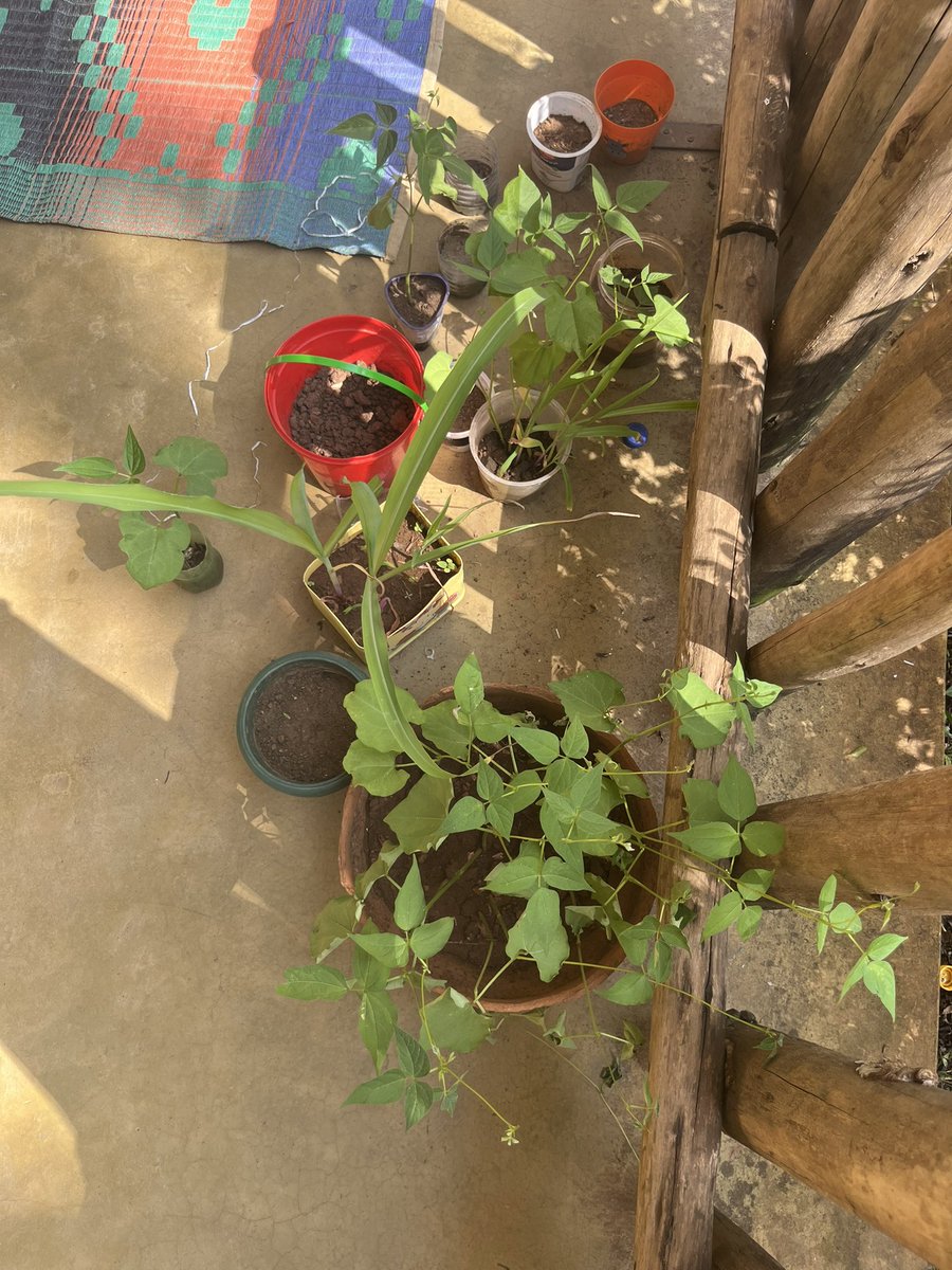 LytonMyrah's tweet image. Let’s teach kids to love and protect our planet. Join little hands plant trees and grow together. #ClimateActionNow #GoGreenUg #GreenFestival25
@XRGenZ_Ug @LilHandsGoGreen @JosephMasembe1  @XRChildren