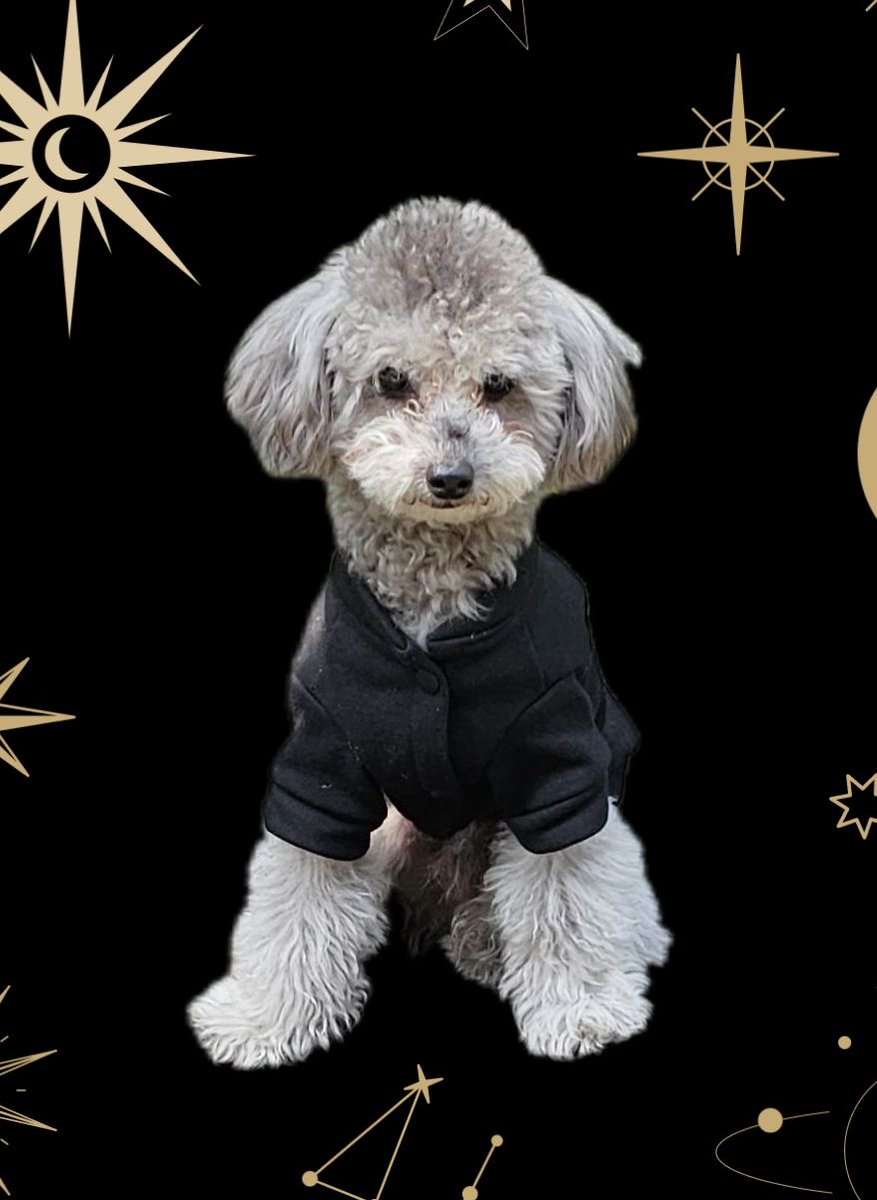 シオン0084 tweet media