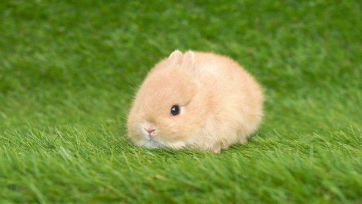 Bunnies (@bunnies) on Twitter photo 