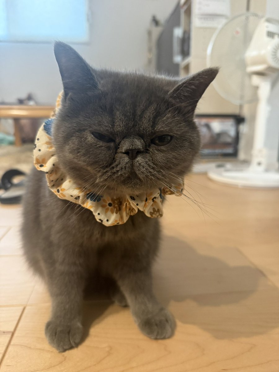 MunchkinRui's tweet photo. 🇮🇩インドネシア館のシュシュ
買って、かけてみた🤭 https://t.co/zcCDr0Yzye