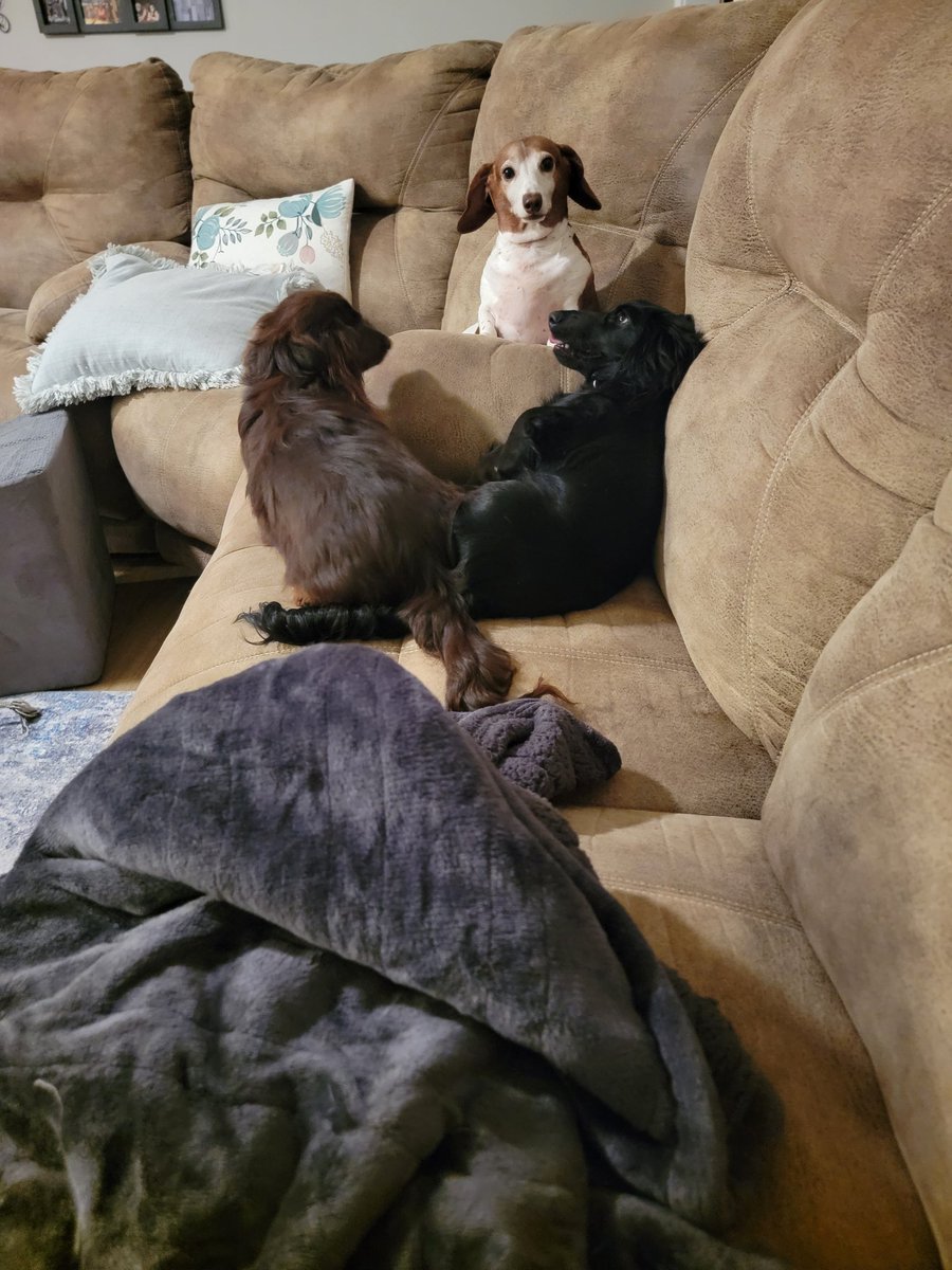 Maybe I shouldn't have given the puppies Ice Cream at 9pm. 

They are rambunctious right now. 

Puppies are toddlers. Full of energy. 

They are wrestling.