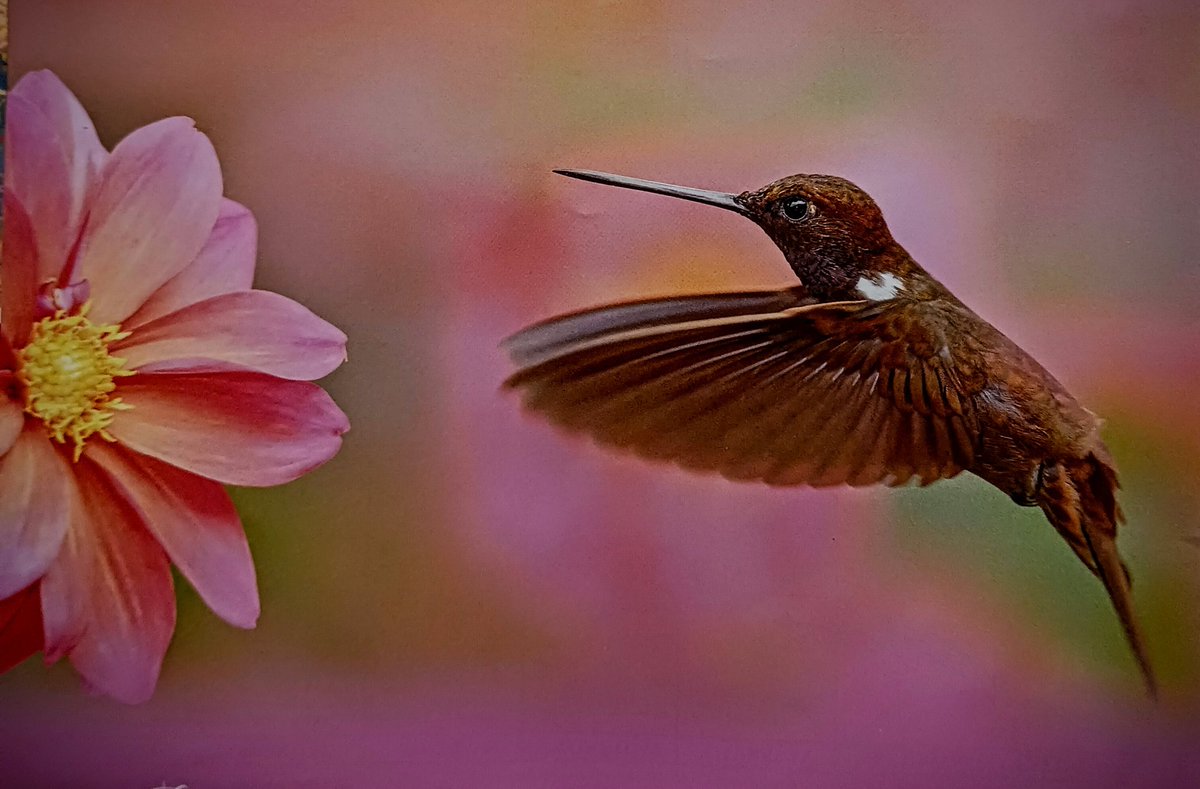 "A wonderfully magnificent day to you!" #hummingbird #photography #flowerphotography