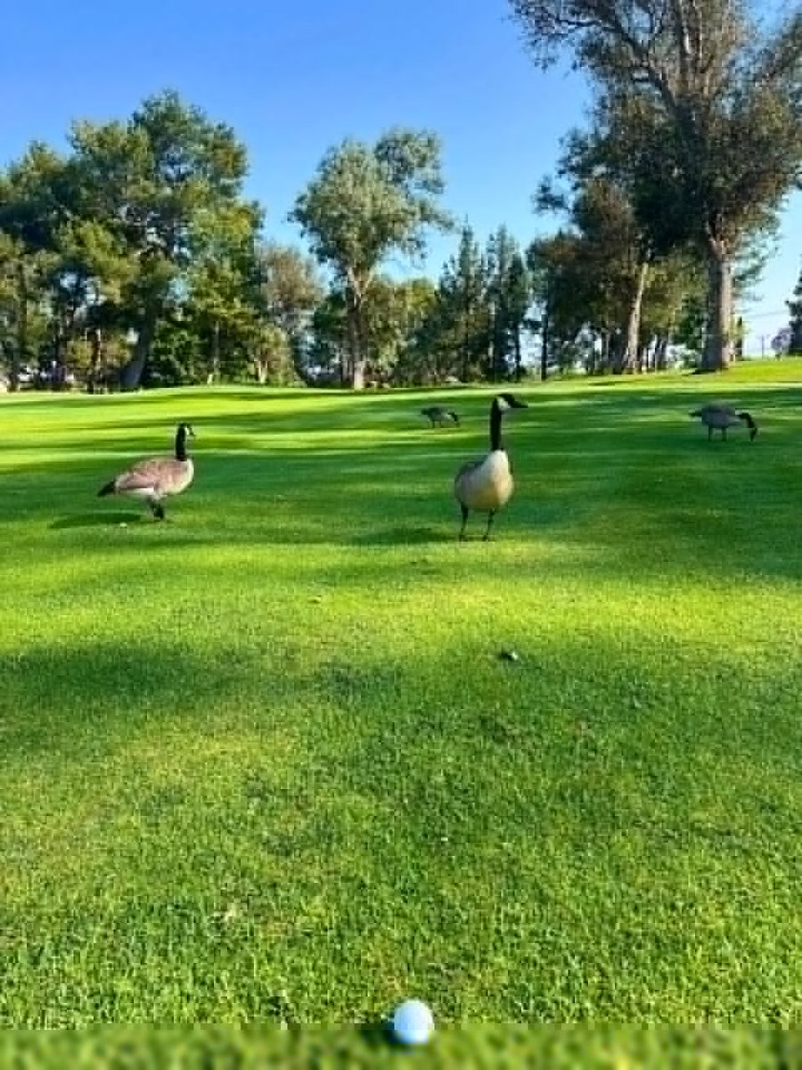 Nia5429's tweet photo. Your next shot is the only one that matters 🏌️‍♂️🌱 https://t.co/sU1TJZPijP