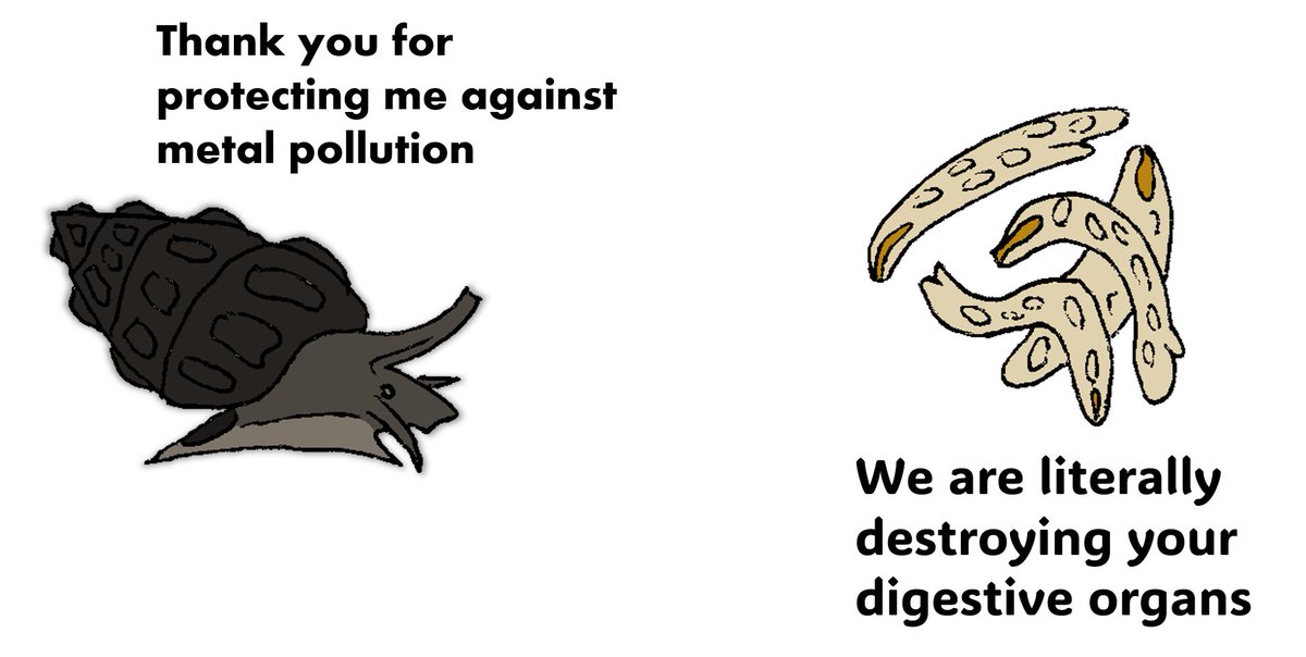 This study found that when exposed to copper polluted waters, snails infected with the asexual stage of Himasthla flukes are able to survive for longer than unparasitized snails, though this comes at a cost as the flukes damage the snail's digestive glands
cambridge.org/core/journals/…