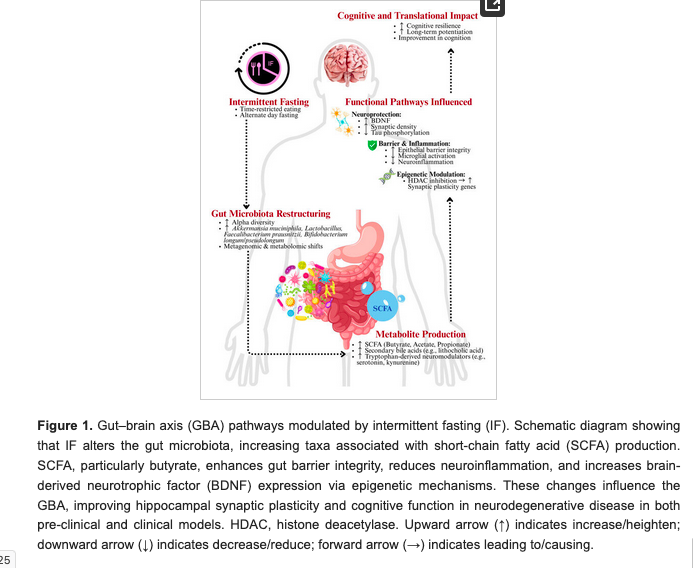 J P Fanton (@healthyfellow) on Twitter photo #Intermittent #Fasting as a #Neuroprotective Strategy: #Gut #Brain Axis Modulation & #Metabolic Reprogramming in #Neurodegenerative Disorders
mdpi.com/2072-6643/17/1β¦
<a href="/_atanas_/">Atanas G. Atanasov</a> <a href="/_INPST/">International Natural Product Sciences Taskforce</a> <a href="/ScienceCommuni2/">Science Communication</a> <a href="/DHPSP/">Digital Health and Patient Safety Platform</a> <a href="/FastingCoach_MS/">Mishal Sequeira</a> <a href="/shashiiyengar/">Shashi Iyengar | Accredited Metabolic Health Coach</a> <a href="/agingdoc1/">Agingdocπ©ΊDr David BarzilaiπMD PhD MS MBA DipABLM</a> <a href="/JH_Memory_Aging/">Johns Hopkins Memory & Aging</a> #Intermittent #Fasting as a #Neuroprotective Strategy: #Gut #Brain Axis Modulation & #Metabolic Reprogramming in #Neurodegenerative Disorders
mdpi.com/2072-6643/17/1β¦
<a href="/_atanas_/">Atanas G. Atanasov</a> <a href="/_INPST/">International Natural Product Sciences Taskforce</a> <a href="/ScienceCommuni2/">Science Communication</a> <a href="/DHPSP/">Digital Health and Patient Safety Platform</a> <a href="/FastingCoach_MS/">Mishal Sequeira</a> <a href="/shashiiyengar/">Shashi Iyengar | Accredited Metabolic Health Coach</a> <a href="/agingdoc1/">Agingdocπ©ΊDr David BarzilaiπMD PhD MS MBA DipABLM</a> <a href="/JH_Memory_Aging/">Johns Hopkins Memory & Aging</a>