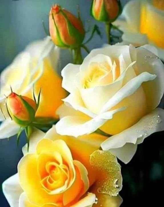 " لايتعلم  الأنسان القسوة الا عندما تعاقبه 
الأيام على طيبة قلبه 🤍💛”   

صباحكم جميل 💛💛