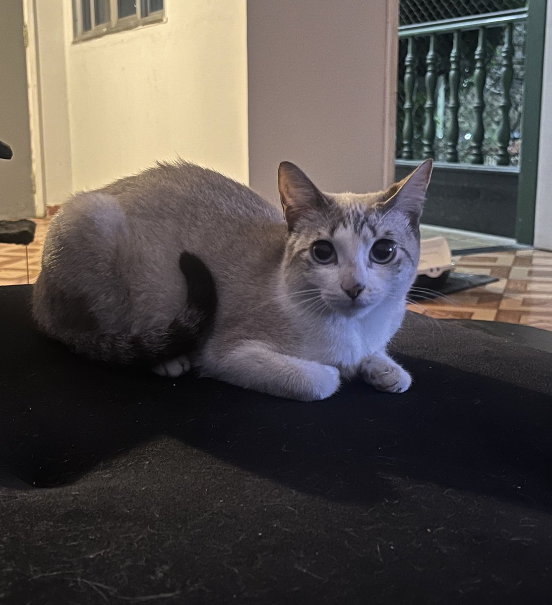 CalmaIsadora's tweet photo. e a minha gata que fez de arranhador a almofada novinha que compramos na @FresnoShop 15 dias atrás 🤡

acho que minha gata também é fã da @fresnorock 

a arte /// a artista

a almofada cheia de fio puxado já!
se mãe de pet as vezes dói, sabe... https://t.co/KThUqjghMx