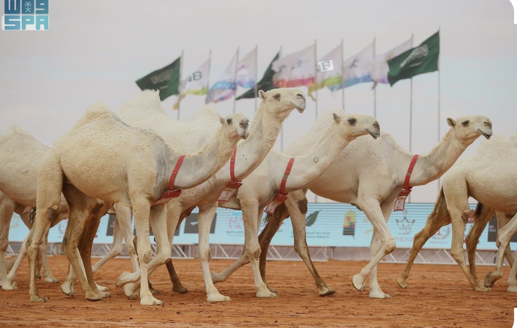 بعض الهروج الكبار اللي مامنها حصيل
مثل النياق الزيان اللي مامعها فحل"

#سلطان_الحويقل