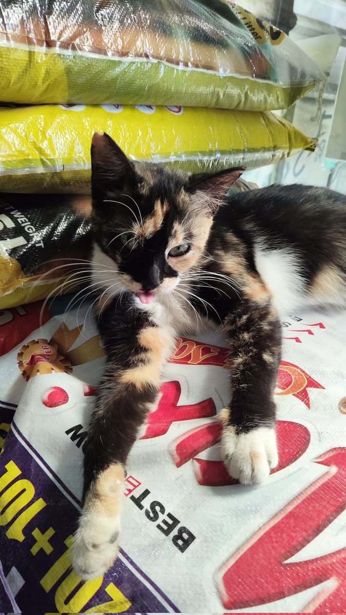 Kemaren beli makanan buat ucing depan rumah ketemu yang punya toko ngeliatin gue kayak gimana gitu. Mana melet-melet