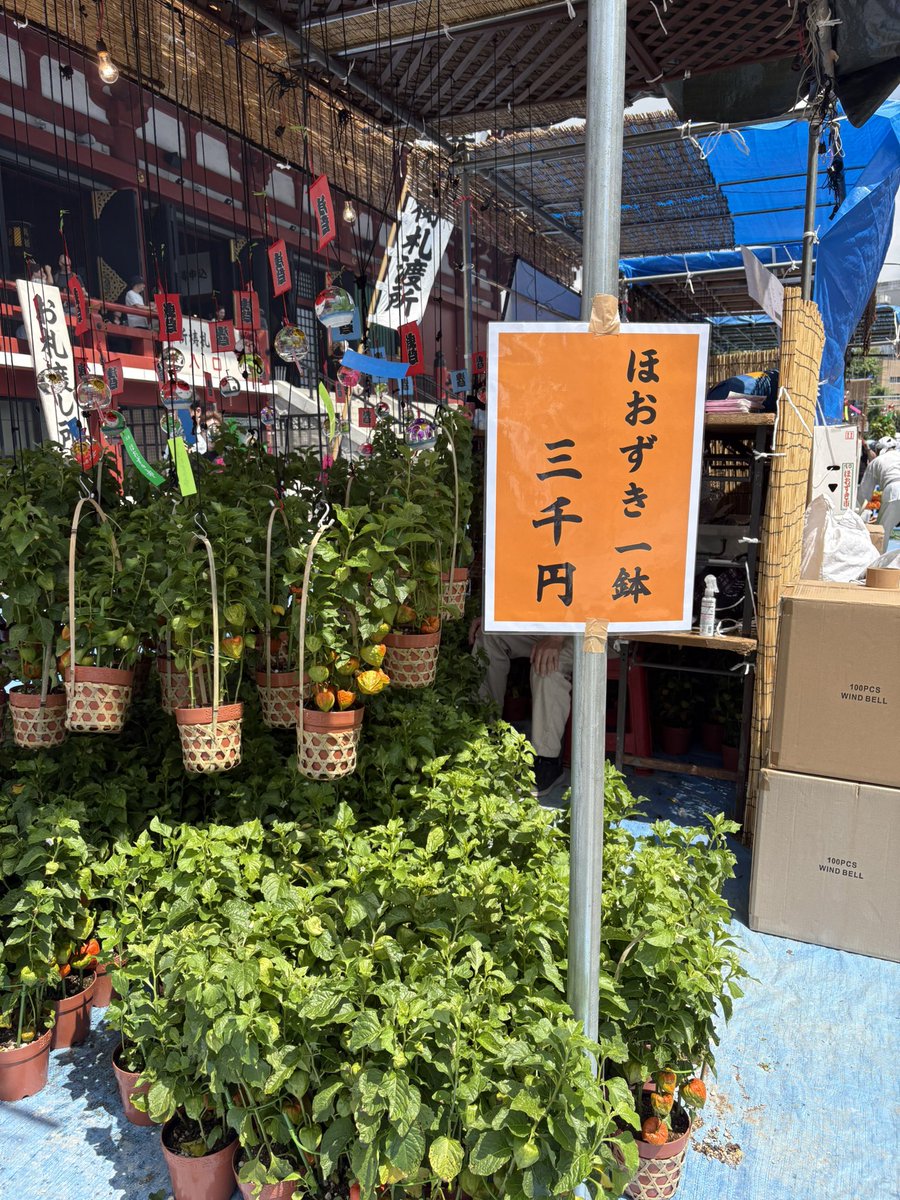 tera1134's tweet photo. ただ今活動中です。
浅草寺　四万六千日
ホオヅキ市に来ました。
リスナーを代表してお参りを済ませました。
これで貴方も
123年長生きが出来ます！
直射日光に加え
外国人観光客の多さに
体力を奪われています。
これから牛丼店に向かいます。
#tera1134 https://t.co/vCRZqkQ0cS