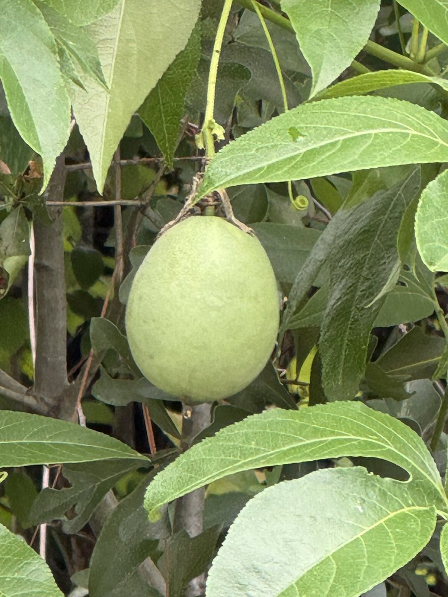 LeaflitVT's tweet image. Today on foraging I found some wild lilikoi! (Passion fruit)