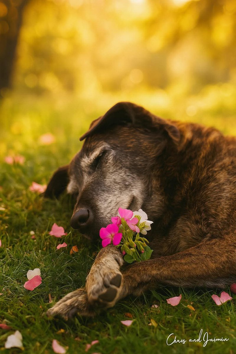 "They found her lying in the grass, clutching the same pink flowers she used to chase as a puppy.

Her name was Luna.

For 16 years, she brought sunshine into a life that had forgotten how to feel warm.

She was there the day Emma lost her baby.

When Emma came home from the