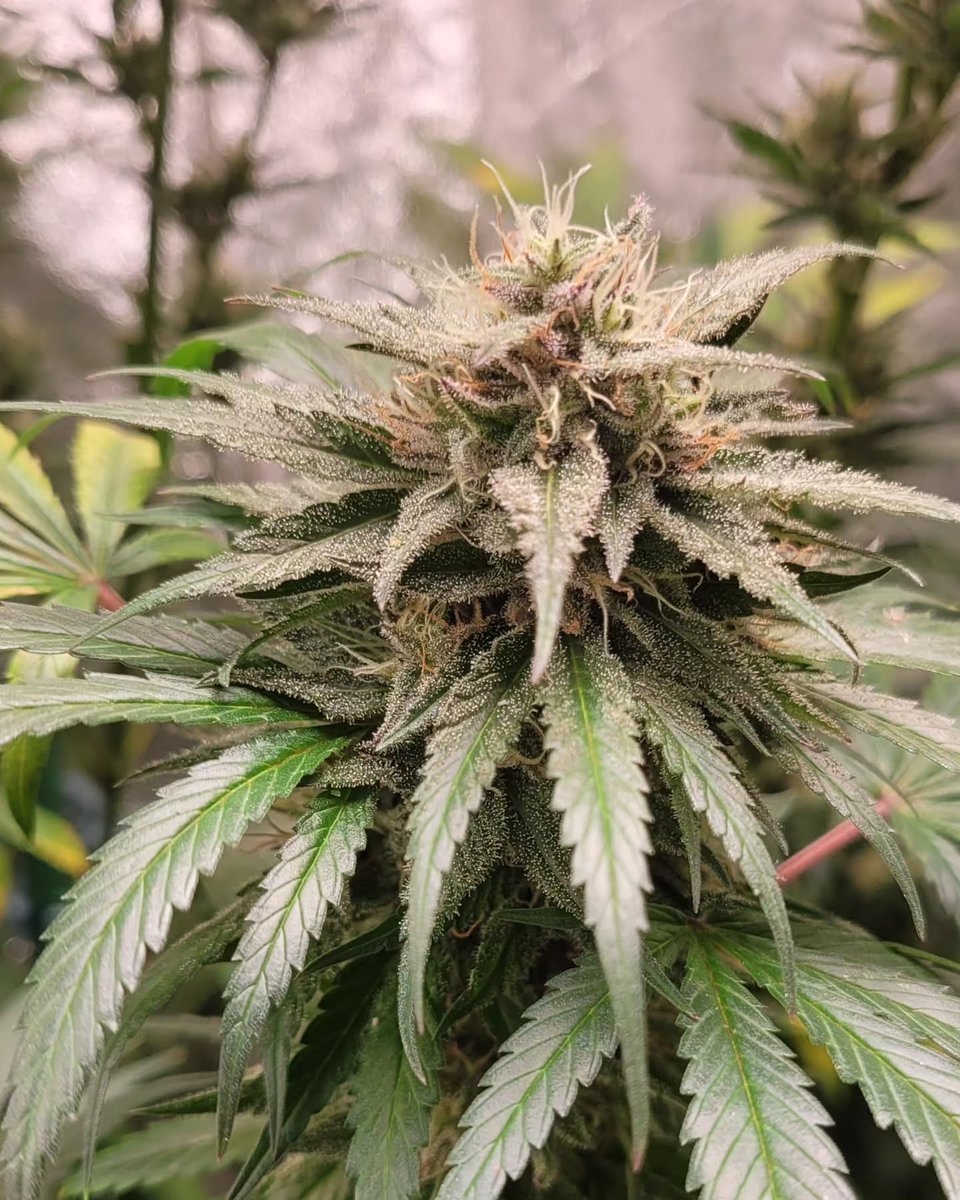 Run 2024 - Tag 105 - BW 7
Die Frage, welche ich mir zu diesem Zeitpunkt gestellt habe,