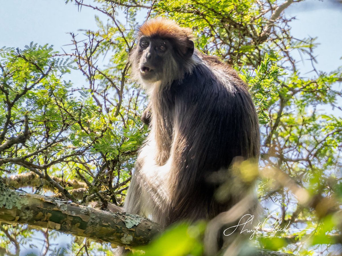 DiveArtist's tweet image. The Red Colobus Monkey was just one of several monkeys that we saw at the Bigodi Wetland Sanctuary in Kibale.
#redcolobusmonkey #ugandamonkeys #uganda