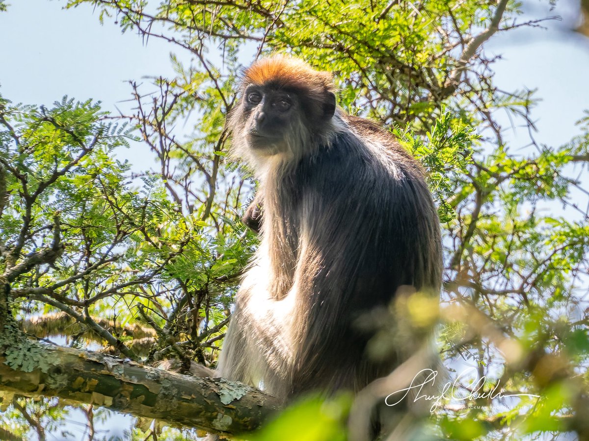 DiveArtist's tweet image. The Red Colobus Monkey was just one of several monkeys that we saw at the Bigodi Wetland Sanctuary in Kibale.
#redcolobusmonkey #ugandamonkeys #uganda
