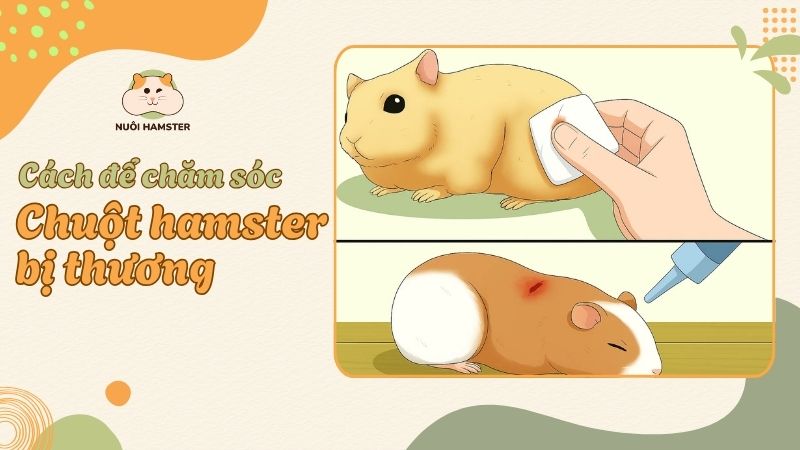 NuoiH59778's tweet photo. Bé hamster nhà bạn bị thương thì phải làm sao? 🤕

Các Sen đừng lo lắng, tớ có ngay bí kíp chăm sóc hamster bị thương đúng cách, giúp bé khỏe lại. 

Xem liền tại đây! 👇
https://t.co/fLH9uERrfw

#nuoihamster #chamsochamster #hamster #petcare https://t.co/eTOy0WuC7y