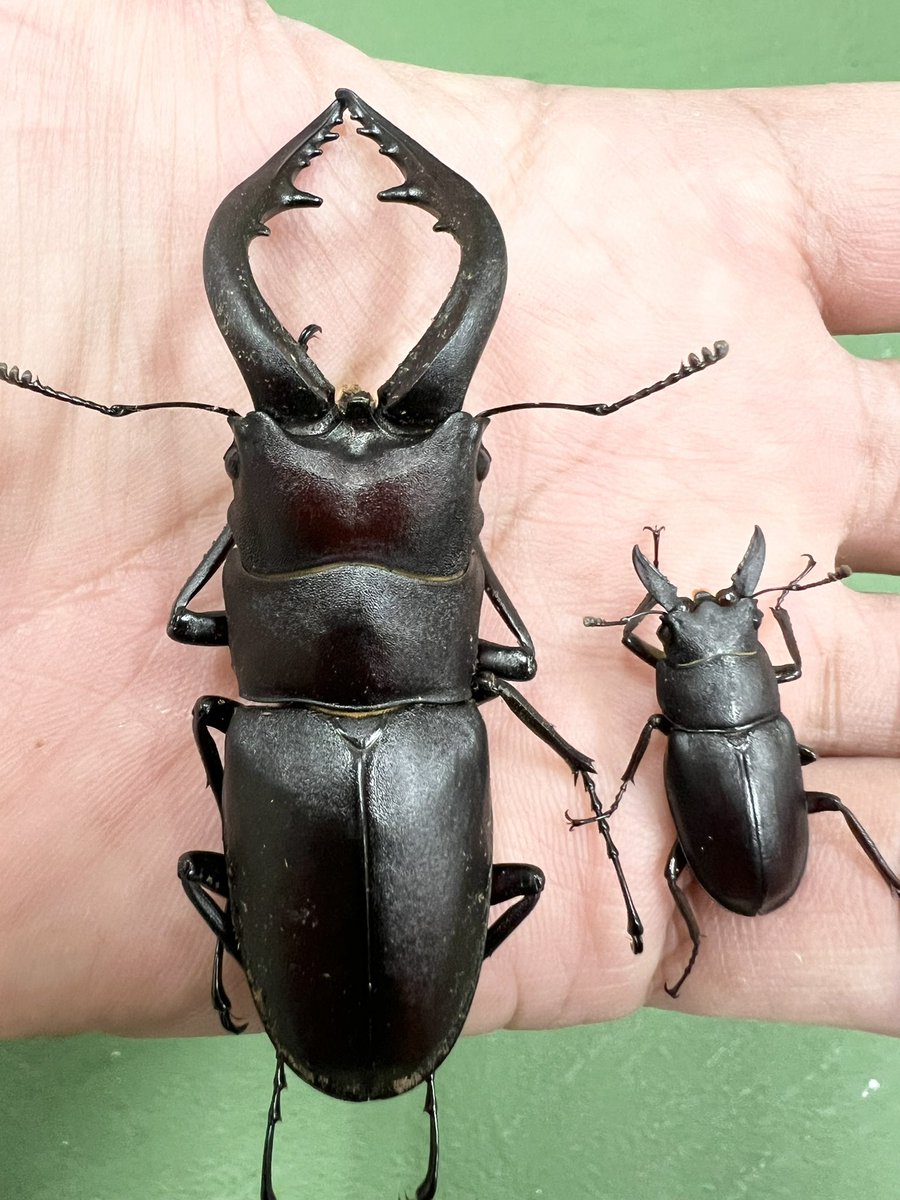 【本日の営業時間】

♦︎7月10日（木）午前10時〜18時

早朝採集（枕崎市）にて特大ノコ♀

大隈半島超特大70UPノコ♂

店頭にて販売中

#虫どん
#鹿児島県枕崎市