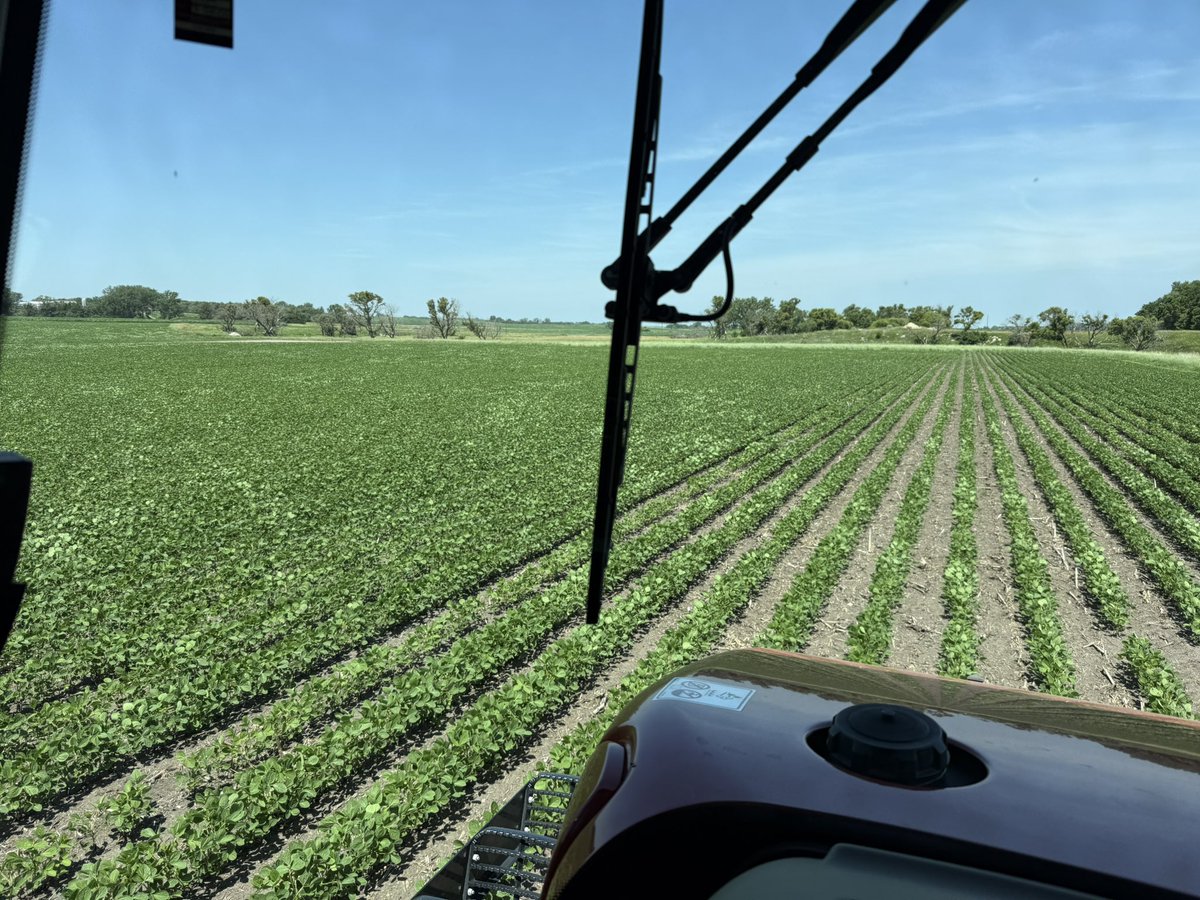 5150Farms's tweet image. Hard to believe these beans are still alive after being under water for a few days