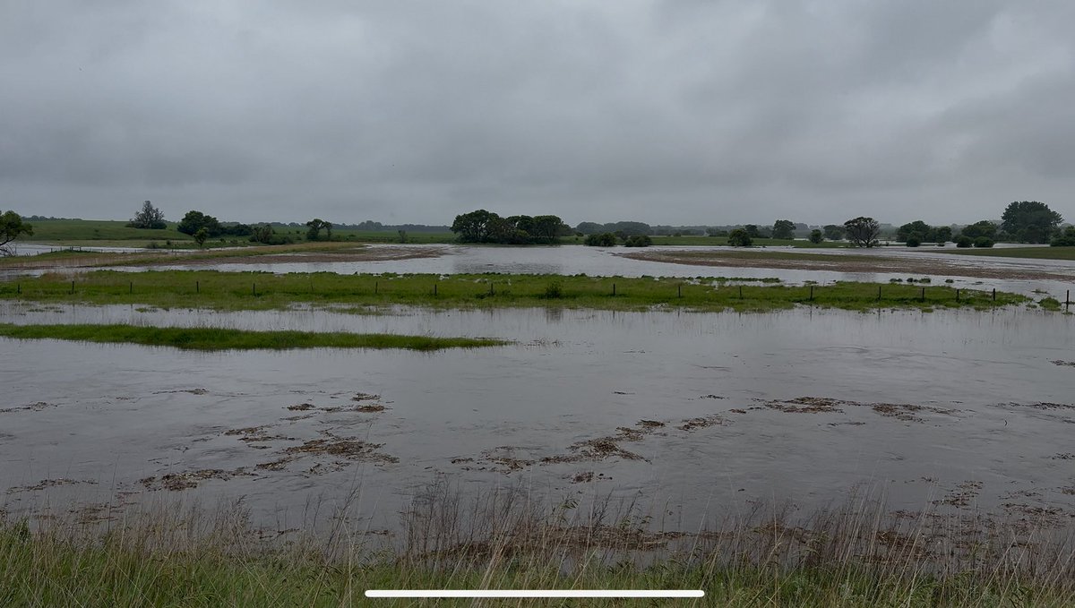 5150Farms's tweet image. Hard to believe these beans are still alive after being under water for a few days