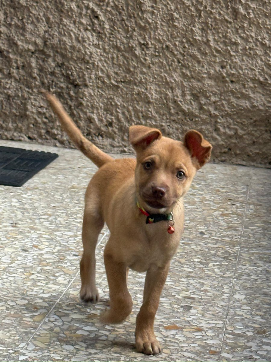 Soy Pistache,y hoy  descubrí lo que es tener una familia… ¡y no puedo dejar de mover la colita! 🐾💛
Estoy muy feliz.🥹