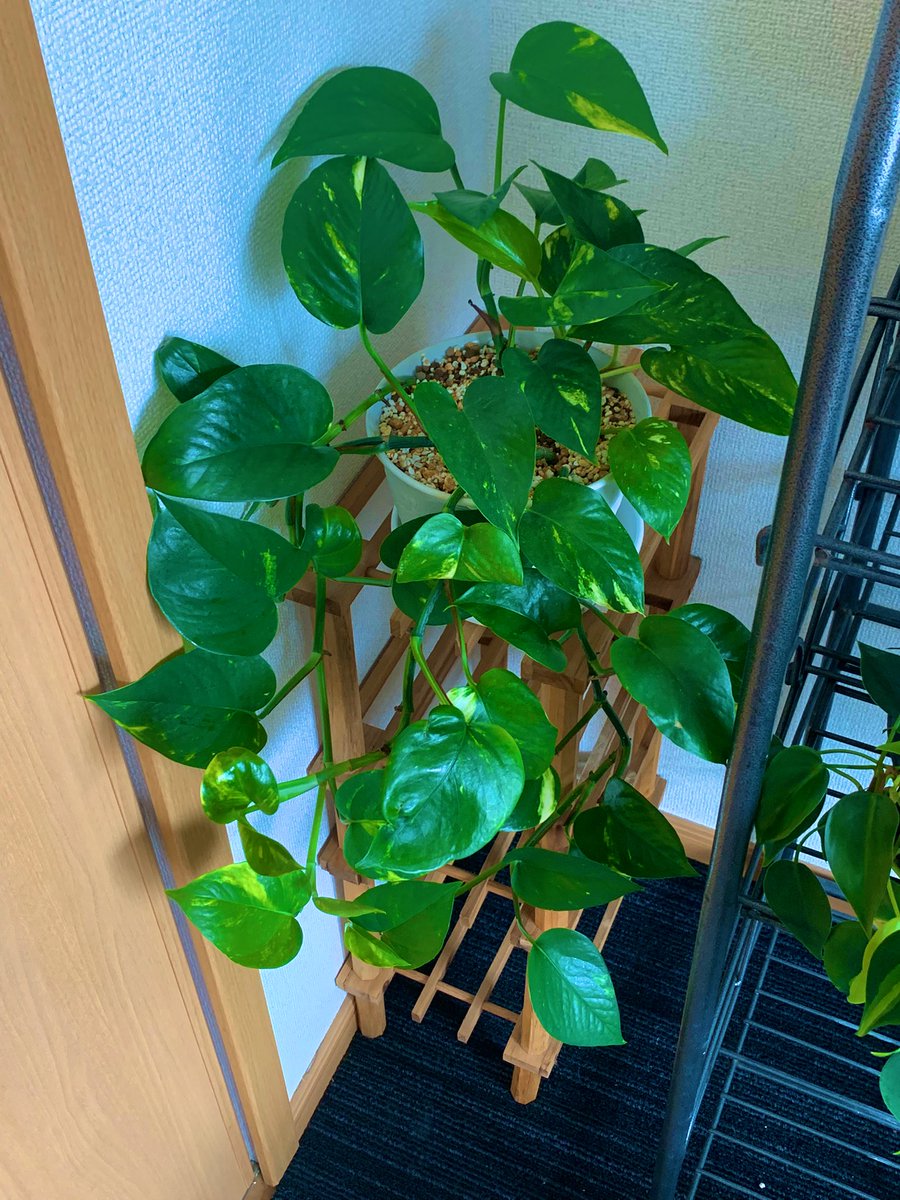 ポトスは夏☀️が最高ですな😆