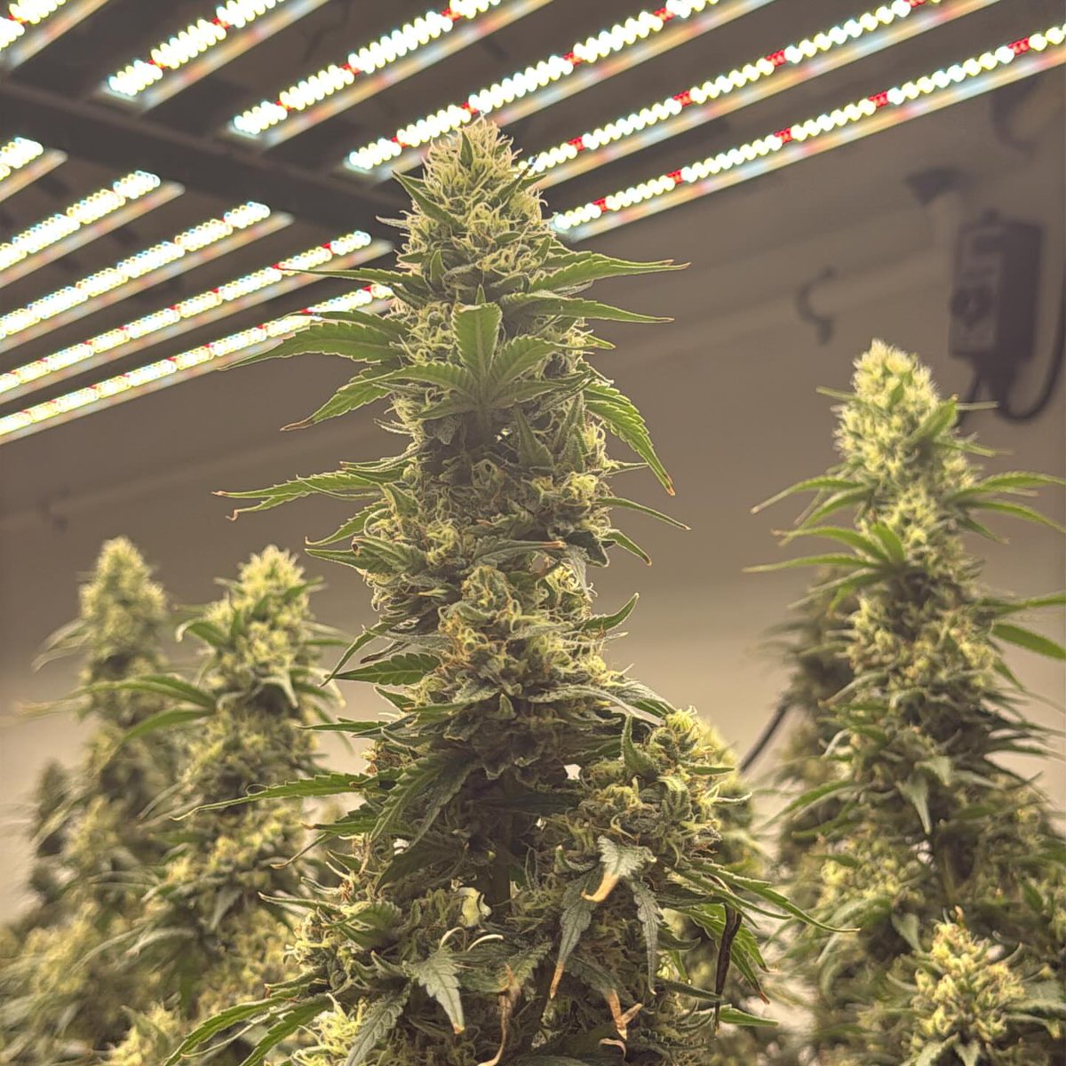 Welcome To Bigz Recreational! Week 8 Cherry Pie 🍒 🥧 🍁🔥