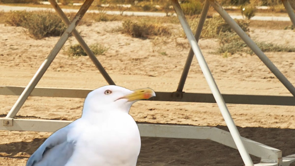 DAMN YOU STEVENS SEAGULL