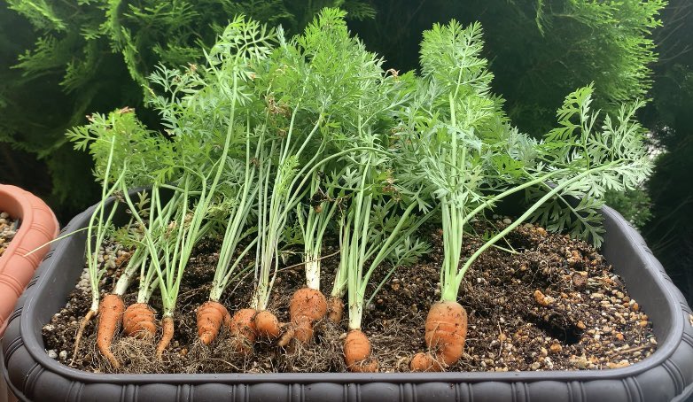 夏☀️暑すぎて、ベランダガーデン中止。
きゅうりもにんじん🥕も、諦めた。
人間が焦げるて