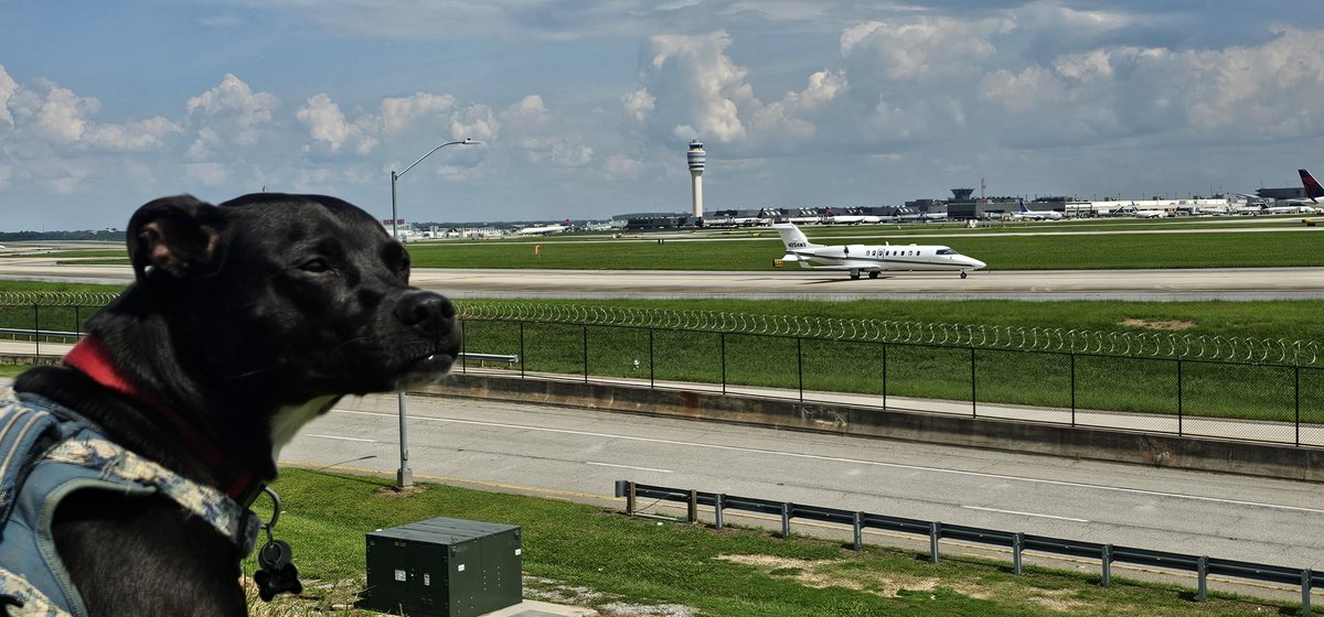 MattCVaHi's tweet image. Tornado the Dog scoffs at a passing Learjet. He prefers Turboprops (because of the whir sound) @ATLairport