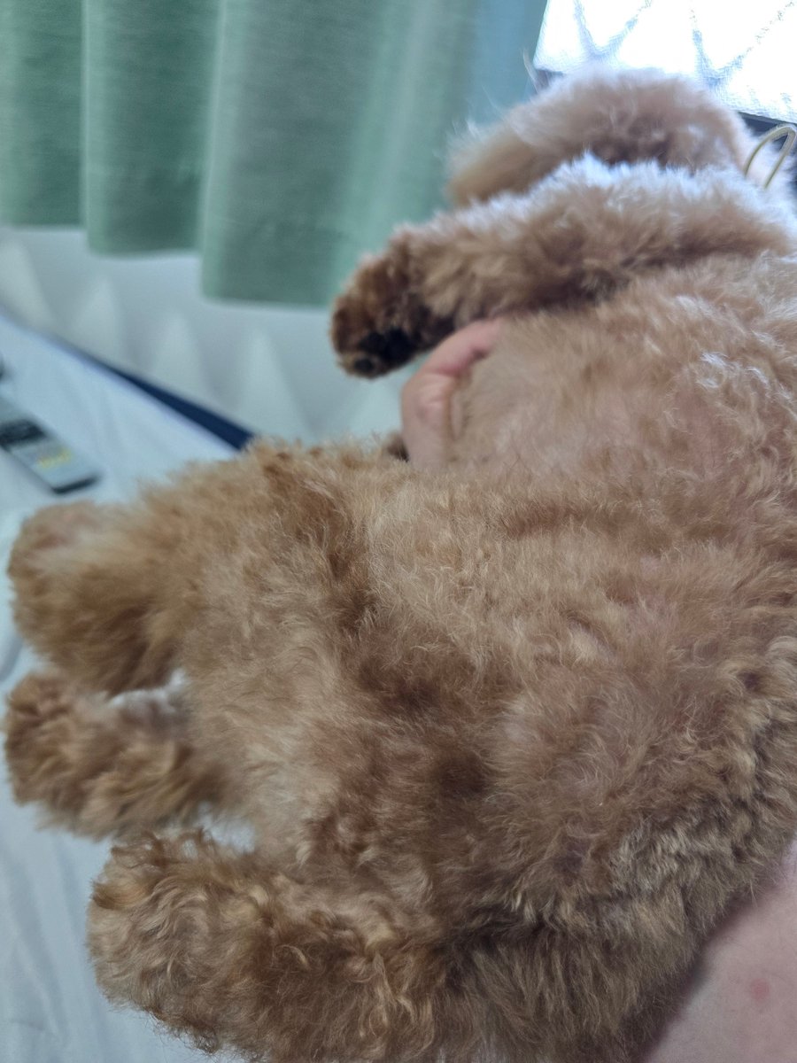 ポストから19時間45分前のはな🐶🌸

おしりから足にかけての手術痕から謎に濃いおけけがまだ生えてくる

もうすぐあれから1年経つのか
もうあんな思いはしたくないですね

かわいい🐶🍣✨