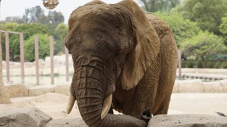 𝙍𝙪𝙩𝙝 𝘽𝙖𝙧𝙧𝙞𝙤𝙨 𝙁𝙪𝙚𝙣𝙩𝙚𝙨 (@rbarriosfuentes) on Twitter photo Es un día triste para la lucha animalista.
La elefanta Ely fue condenada al encierro en el Zoológico hasta que muera.
Este miércoles 9 de julio del 2025, la Primera Sala de la <a href="/SCJN/">Suprema Corte</a> negó un amparo para que Ely fuese trasladada a un santuario.
Durante cuatro años, <a href="/DerechosVa/">VaPorSusDerechos</a> Es un día triste para la lucha animalista.
La elefanta Ely fue condenada al encierro en el Zoológico hasta que muera.
Este miércoles 9 de julio del 2025, la Primera Sala de la <a href="/SCJN/">Suprema Corte</a> negó un amparo para que Ely fuese trasladada a un santuario.
Durante cuatro años, <a href="/DerechosVa/">VaPorSusDerechos</a>