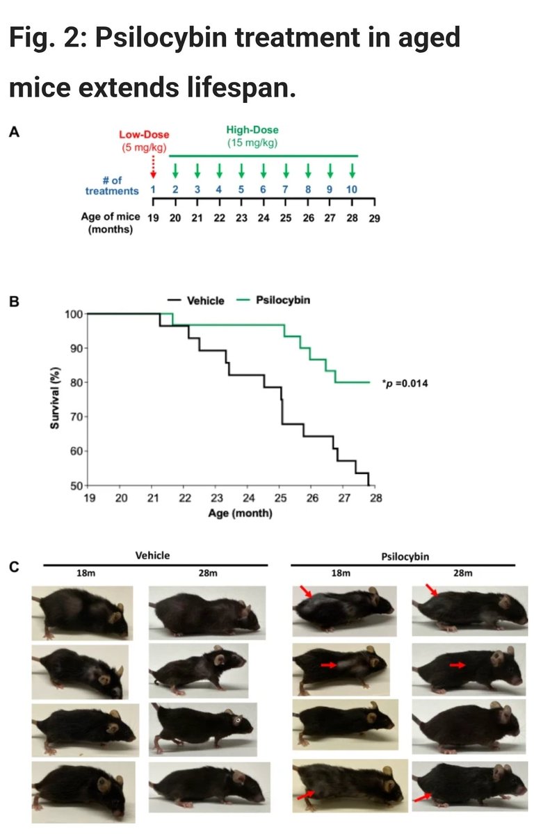 ramez's tweet photo. Monthly doses of psilocybin substantially extend life in aged mice. This wasn't on my bingo card. https://t.co/eULB0Xd5Dx