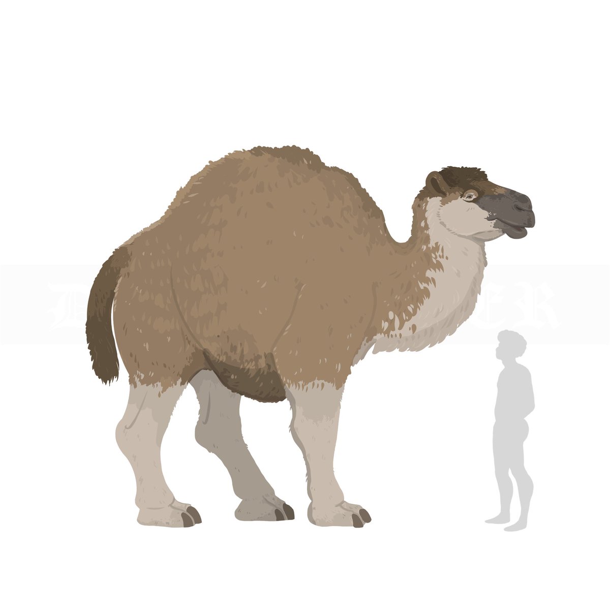 astrapionte's tweet image. How’s this for size? I’d like to introduce you to Titanotylopus nebraskensis, a giant camel known from Plio-Pleistocene Nebraska in North America 🇺🇸.
….
#paleoart #art #megafauna #animals