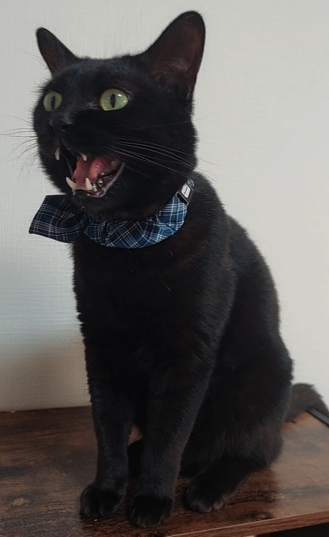 黒猫様omblk翌日発送 くまはうす on X: 