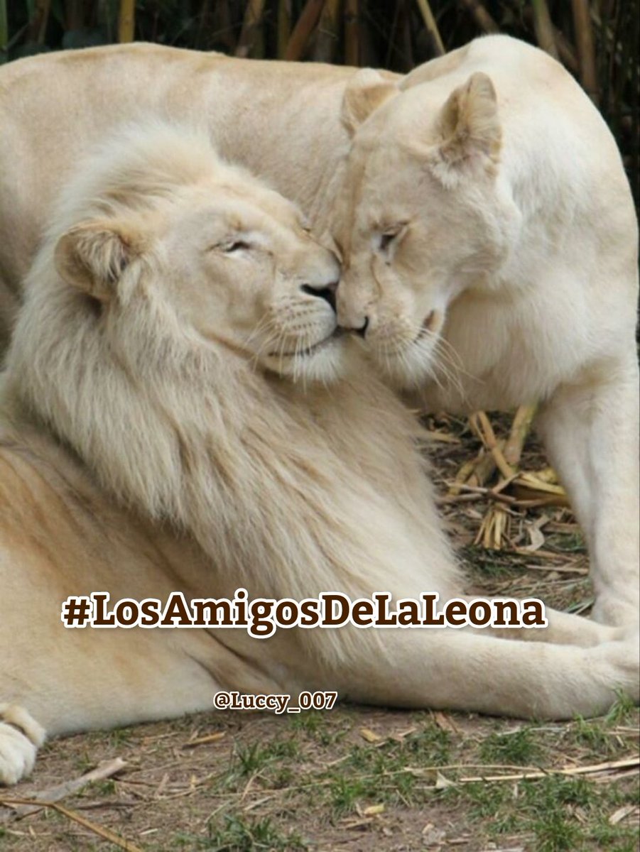 Therry (@therryjacques_) on Twitter photo <a href="/LeonaMarielah/">MarielaDeSonora</a> <a href="/PoetsUrbana/">Angy Urbana♥️📖</a> <a href="/IreneVarMex/">𝕚𝕣𝕖𝕟𝕖 🜲</a> <a href="/Ladoluninoso121/">🅳🅾🆁🆈</a> <a href="/_Pili77_/">María</a> <a href="/Luccy_007/">Lucy</a> <a href="/StephaMichX/">Stephany</a> <a href="/puccatuit/">Puca</a> <a href="/PatyTmUs/">Paty</a> <a href="/Laury_otero_/">Laura</a> <a href="/Fany_2123/">@Fany</a> <a href="/elsaaranda217/">Elsa 💄👠</a> <a href="/Cast7Vanessa/">Vanessa</a> <a href="/Guillermin36273/">Guillermina</a> <a href="/Charito857/">Charito Perez</a> <a href="/Alyce_x_x_/">Alice</a> #YoSoyAmigaDeLaLeona
#LosAmigosDeLaLeona🦁
Siganme y los sigo 👣 <a href="/LeonaMarielah/">MarielaDeSonora</a> <a href="/PoetsUrbana/">Angy Urbana♥️📖</a> <a href="/IreneVarMex/">𝕚𝕣𝕖𝕟𝕖 🜲</a> <a href="/Ladoluninoso121/">🅳🅾🆁🆈</a> <a href="/_Pili77_/">María</a> <a href="/Luccy_007/">Lucy</a> <a href="/StephaMichX/">Stephany</a> <a href="/puccatuit/">Puca</a> <a href="/PatyTmUs/">Paty</a> <a href="/Laury_otero_/">Laura</a> <a href="/Fany_2123/">@Fany</a> <a href="/elsaaranda217/">Elsa 💄👠</a> <a href="/Cast7Vanessa/">Vanessa</a> <a href="/Guillermin36273/">Guillermina</a> <a href="/Charito857/">Charito Perez</a> <a href="/Alyce_x_x_/">Alice</a> #YoSoyAmigaDeLaLeona
#LosAmigosDeLaLeona🦁
Siganme y los sigo 👣