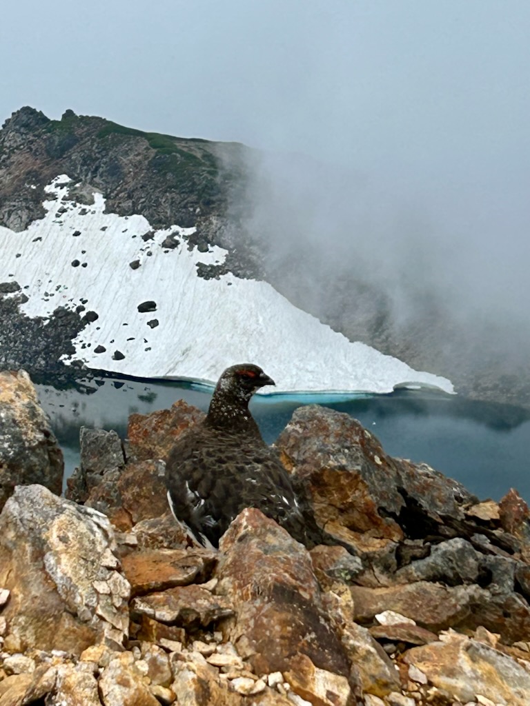 junn_tohda's tweet image. 乗鞍岳（3026m）に登ってきました。2700mまでバスで行ける日本一お手軽な3000m峰です。ガスで眺望ゼロで、おまけに頂上で写真を撮るのを忘れたのが残念。お花畑のコマクサ、チングルマ、ハクサンイチゲ、クロユリなどが満開。間近で雷鳥を見ることができました！