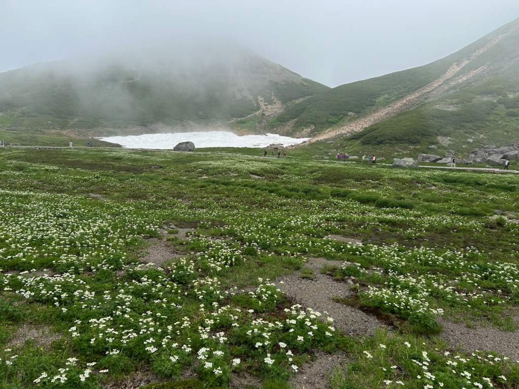 junn_tohda's tweet image. 乗鞍岳（3026m）に登ってきました。2700mまでバスで行ける日本一お手軽な3000m峰です。ガスで眺望ゼロで、おまけに頂上で写真を撮るのを忘れたのが残念。お花畑のコマクサ、チングルマ、ハクサンイチゲ、クロユリなどが満開。間近で雷鳥を見ることができました！