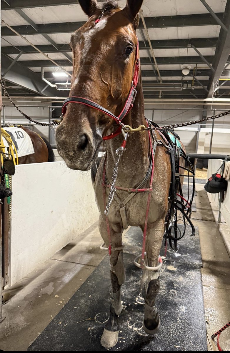 LusiAndAlbert's tweet image. Travis Henry gave #Magical # Aoine a two-hole trip. In 1:54, it was a huge third place finish for Friday. Thank you, Friday. You’re all heart and we’re so proud of you. Many thanks to Shawn, Natasha, Luc, and the Shawn Steacy team. #horselover #homebred #thebountyofillusionist